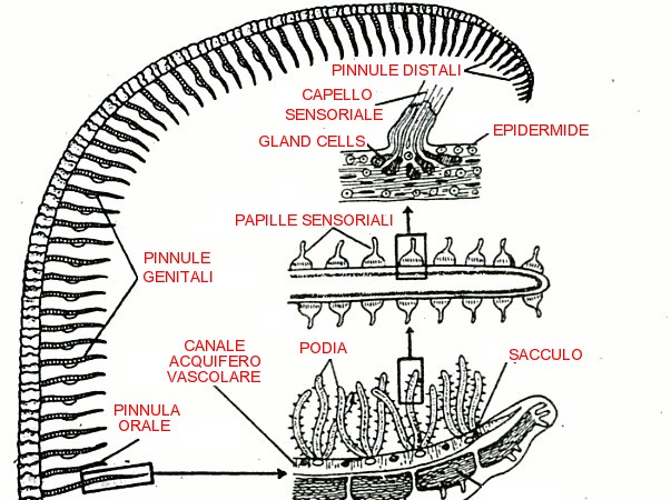 Particolare pinnule crinoidi